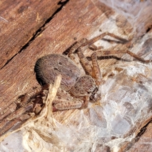 Isopedella sp. (genus) at Lyneham, ACT - 21 Aug 2023