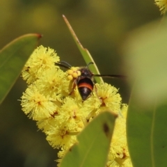 Eumeninae (subfamily) (Unidentified Potter wasp) at Tuggeranong Hill - 21 Aug 2023 by owenh