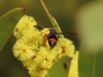 Eumeninae (subfamily) (Unidentified Potter wasp) at Theodore, ACT - 21 Aug 2023 by owenh