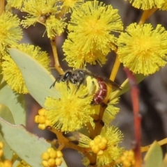 Lasioglossum (Parasphecodes) sp. (genus & subgenus) (Halictid bee) at Tuggeranong Hill - 21 Aug 2023 by owenh