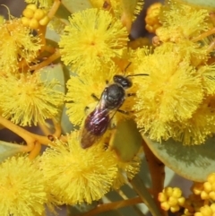 Lasioglossum (Parasphecodes) sp. (genus & subgenus) at Theodore, ACT - 21 Aug 2023 01:17 PM