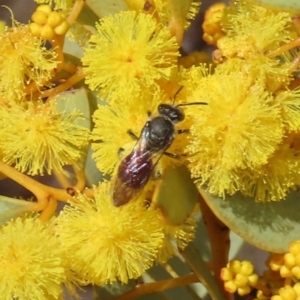 Lasioglossum (Parasphecodes) sp. (genus & subgenus) at Theodore, ACT - 21 Aug 2023 01:17 PM