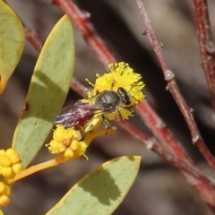 Lasioglossum (Parasphecodes) sp. (genus & subgenus) at Theodore, ACT - 21 Aug 2023 01:17 PM