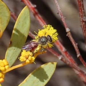 Lasioglossum (Parasphecodes) sp. (genus & subgenus) at Theodore, ACT - 21 Aug 2023