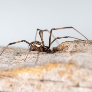 Latrodectus hasselti at QPRC LGA - suppressed