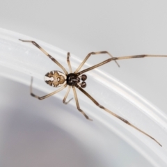 Latrodectus hasselti at QPRC LGA - 21 Aug 2023