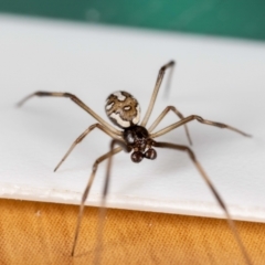 Latrodectus hasselti at QPRC LGA - suppressed