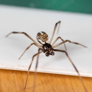 Latrodectus hasselti at QPRC LGA - suppressed