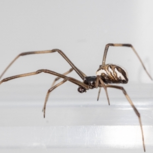 Latrodectus hasselti at QPRC LGA - 21 Aug 2023