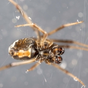 Latrodectus hasselti at QPRC LGA - suppressed