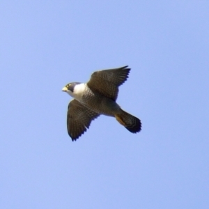 Falco peregrinus at Strathnairn, ACT - 21 Aug 2023