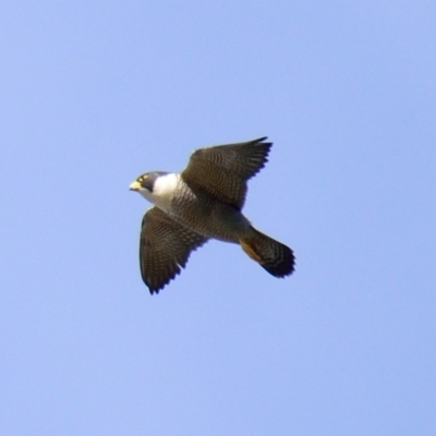 Falco peregrinus (Peregrine Falcon) at Ginninderry Conservation Corridor - 21 Aug 2023 by Thurstan