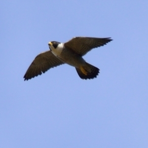 Falco peregrinus at Strathnairn, ACT - 21 Aug 2023