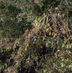 Ficus sp. at Indooroopilly, QLD - 20 Aug 2023 by UserKFowGPdG