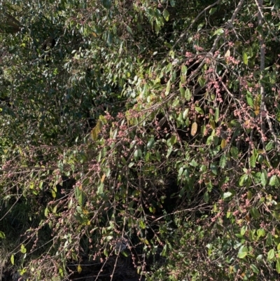 Ficus sp. at Indooroopilly, QLD - 20 Aug 2023 by UserKFowGPdG
