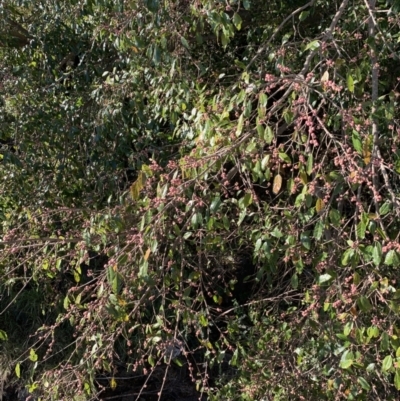 Unidentified Other Tree at Indooroopilly, QLD - 20 Aug 2023 by UserKFowGPdG