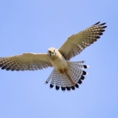 Falco cenchroides (Nankeen Kestrel) at Ginninderry Conservation Corridor - 21 Aug 2023 by Thurstan