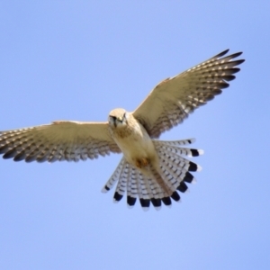 Falco cenchroides at Strathnairn, ACT - 21 Aug 2023 02:37 PM