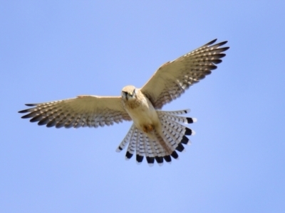 Falco cenchroides (Nankeen Kestrel) at Strathnairn, ACT - 21 Aug 2023 by Thurstan