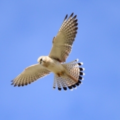 Falco cenchroides at Strathnairn, ACT - 21 Aug 2023 02:37 PM