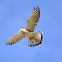 Falco cenchroides at Strathnairn, ACT - 21 Aug 2023