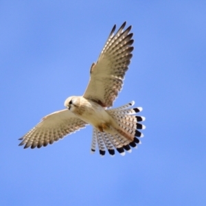 Falco cenchroides at Strathnairn, ACT - 21 Aug 2023 02:37 PM