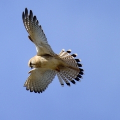 Falco cenchroides at Strathnairn, ACT - 21 Aug 2023 02:37 PM