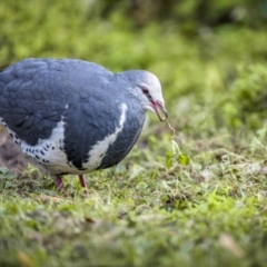 Leucosarcia melanoleuca (Wonga Pigeon) at Ben Boyd National Park - 3 Aug 2023 by trevsci