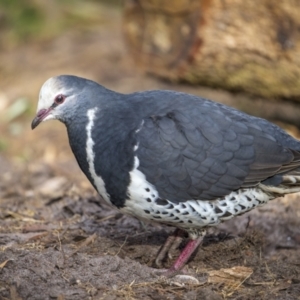 Leucosarcia melanoleuca at Green Cape, NSW - 4 Aug 2023