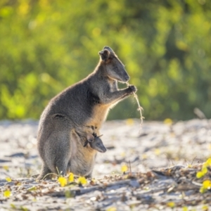 Wallabia bicolor at Green Cape, NSW - 3 Aug 2023