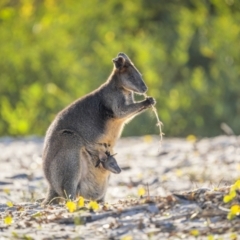 Wallabia bicolor (Swamp Wallaby) at Green Cape, NSW - 3 Aug 2023 by trevsci