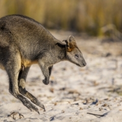 Wallabia bicolor at Green Cape, NSW - 3 Aug 2023