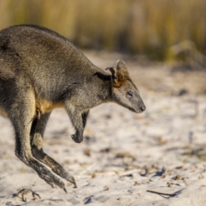 Wallabia bicolor at Green Cape, NSW - 3 Aug 2023