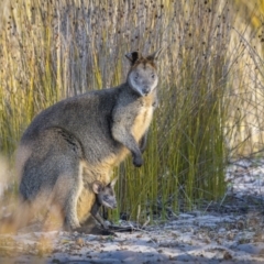 Wallabia bicolor at Green Cape, NSW - 3 Aug 2023