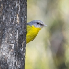 Eopsaltria australis (Eastern Yellow Robin) at Green Cape, NSW - 4 Aug 2023 by trevsci