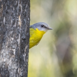 Eopsaltria australis at Green Cape, NSW - 4 Aug 2023