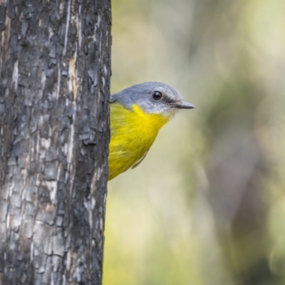 Eopsaltria australis (Eastern Yellow Robin) at Ben Boyd National Park - 4 Aug 2023 by trevsci