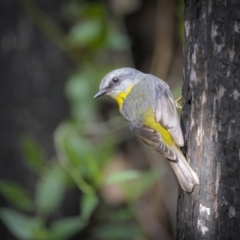 Eopsaltria australis at Green Cape, NSW - 4 Aug 2023