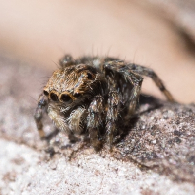 Maratus sp. (genus) (Unidentified Peacock spider) at Stromlo, ACT - 20 Aug 2023 by patrickcox