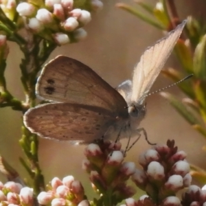 Erina hyacinthina at Rendezvous Creek, ACT - 21 Aug 2023