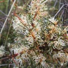 Hakea decurrens subsp. decurrens (Bushy Needlewood) at Rendezvous Creek, ACT - 21 Aug 2023 by JohnBundock