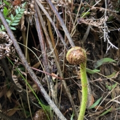 Cyathea australis subsp. australis (Rough Tree Fern) at Cotter River, ACT - 18 Aug 2023 by NickiTaws