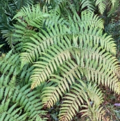 Cyathea australis subsp. australis at Cotter River, ACT - 19 Aug 2023