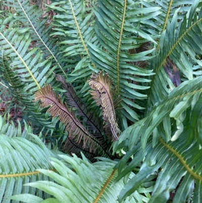 Blechnum nudum (Fishbone Water Fern) at Lower Cotter Catchment - 18 Aug 2023 by NickiTaws