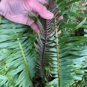 Blechnum nudum at Cotter River, ACT - 19 Aug 2023