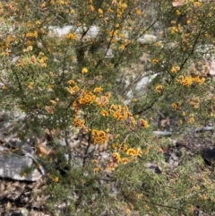 Dillwynia sieberi (Sieber's Parrot Pea) at Paddys River, ACT - 19 Aug 2023 by NickiTaws