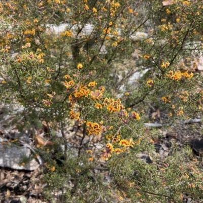 Dillwynia sieberi (Sieber's Parrot Pea) at Paddys River, ACT - 19 Aug 2023 by NickiTaws