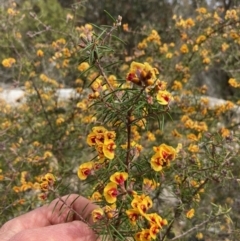 Dillwynia sieberi at Paddys River, ACT - 19 Aug 2023