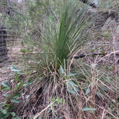 Xanthorrhoea glauca subsp. angustifolia (Grey Grass-tree) at Paddys River, ACT - 19 Aug 2023 by NickiTaws