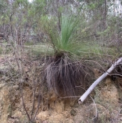 Xanthorrhoea glauca subsp. angustifolia (Grey Grass-tree) at Paddys River, ACT - 19 Aug 2023 by NickiTaws